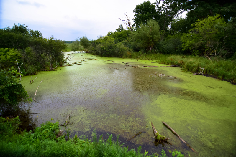 Illustration for article titled A Bog is a Bog